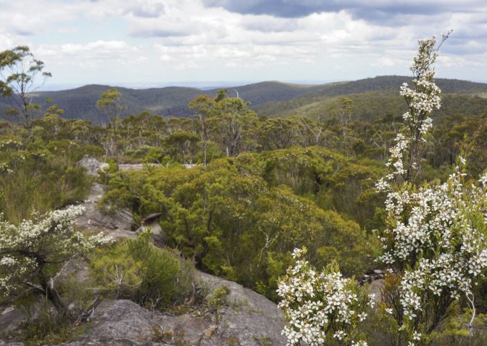 Wildflowers and heath at Wentworth Falls to Murphy's Glen via Ingar campground, Wentworth Falls