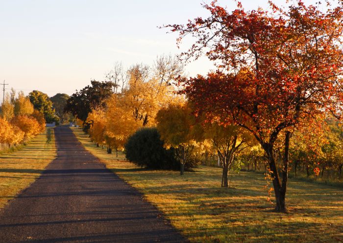 Orchard in autumn, Orange