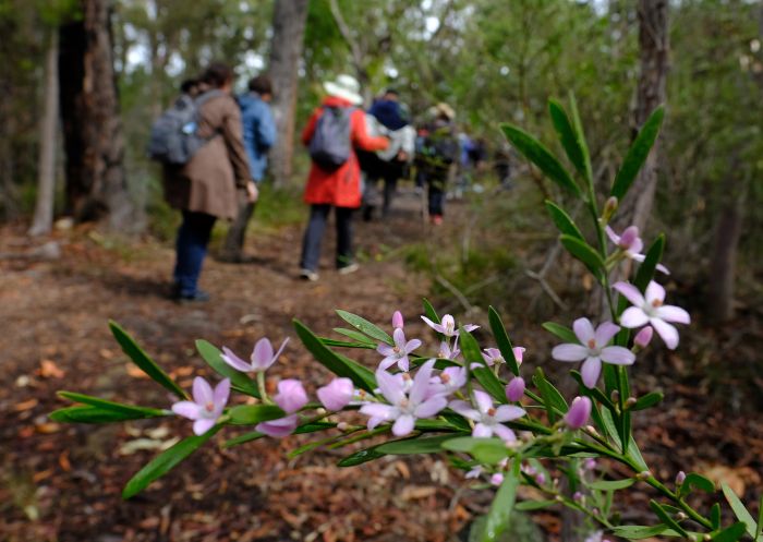 Group on a tour of Muogamarra Nature Reserve, Cowan