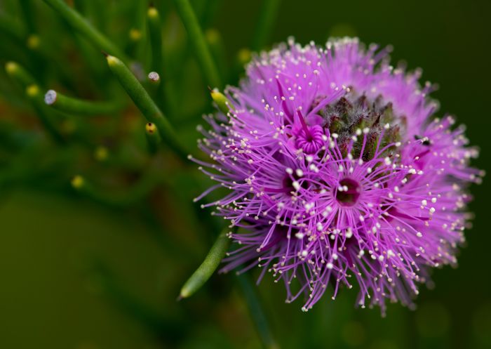 Flora located within the Ku-ring-gai Wildflower Garden, St. Ives