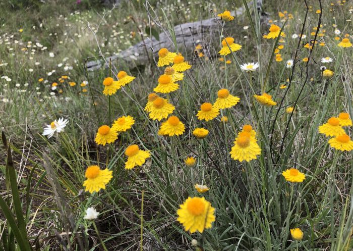 Everlasting daisies at Redlands Hill Reserve near Corowa in Murray, Country NSW